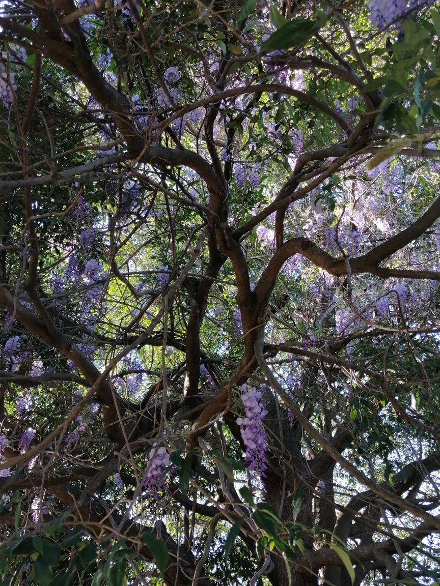紫藤花3